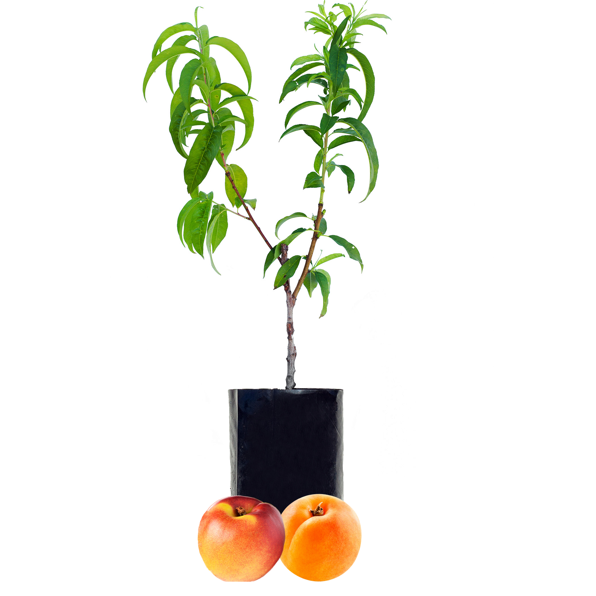 Nectarine + Peachcot